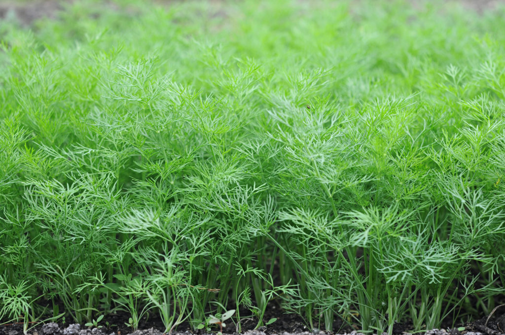 Kräuter im Gewächshaus dill dill